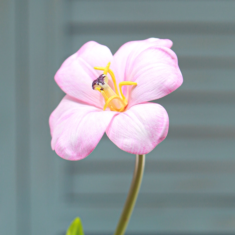 Brownie Tulip