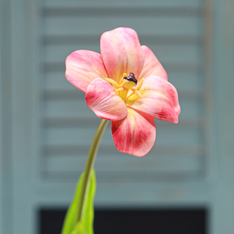 Brownie Tulip Brownie Tulip