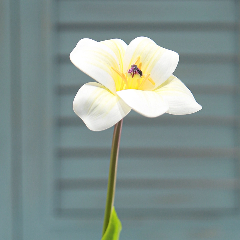 Brownie Tulip Brownie Tulip