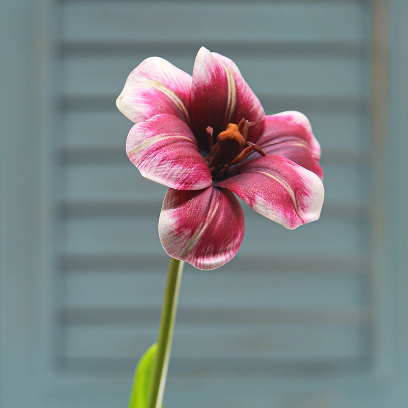 Brownie Tulip