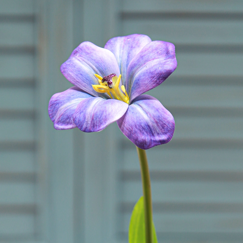 Brownie Tulip Brownie Tulip