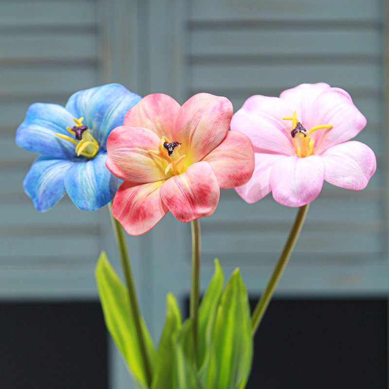 Brownie Tulip