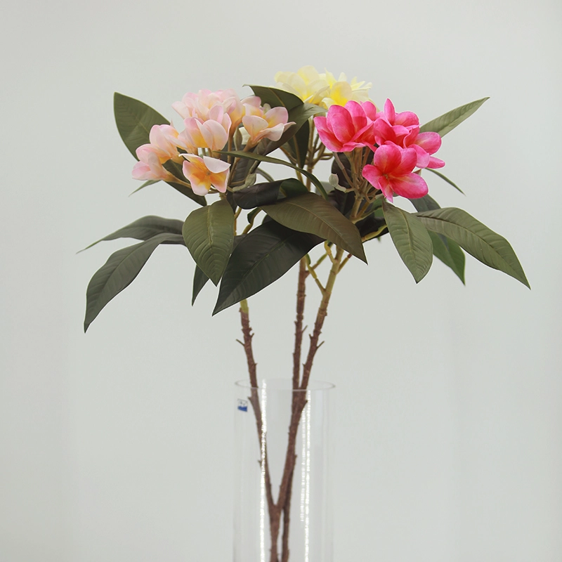 Plumeria