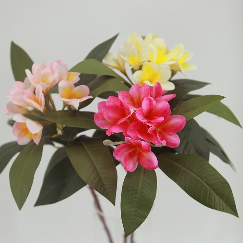 Plumeria Plumeria
