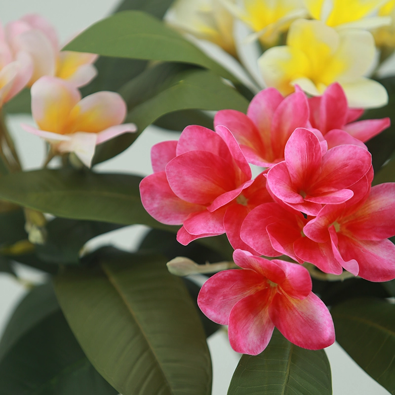 Plumeria Plumeria