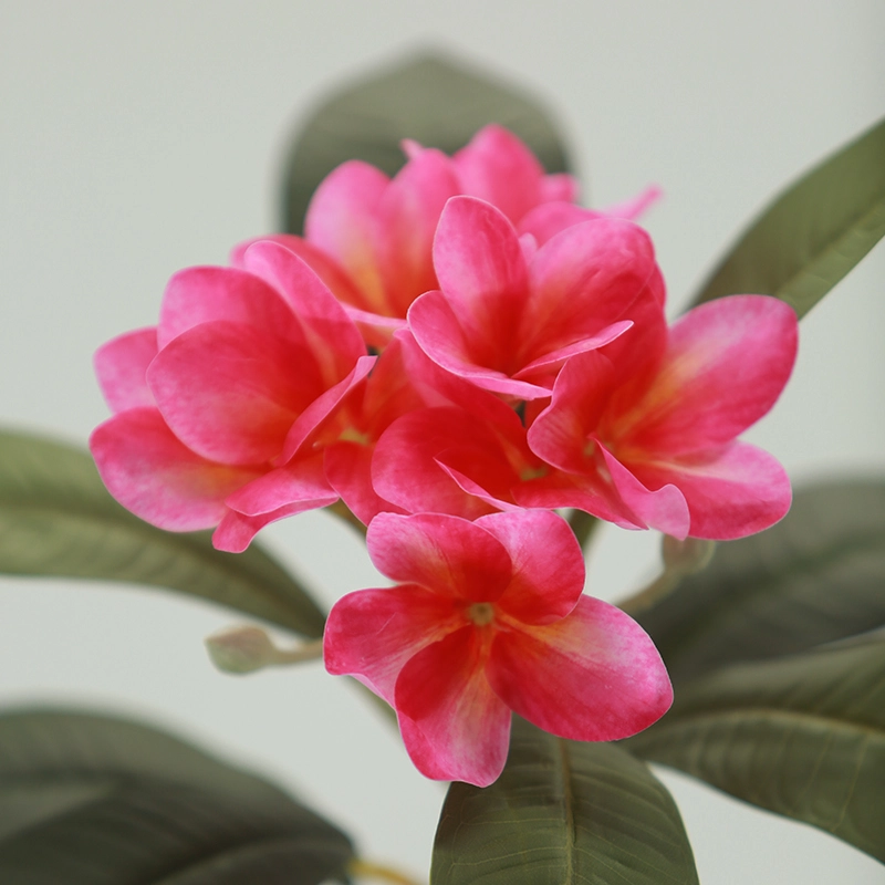 Plumeria Plumeria
