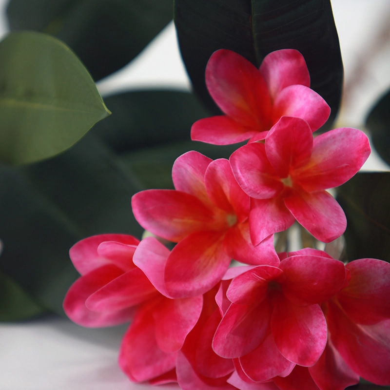Plumeria Plumeria