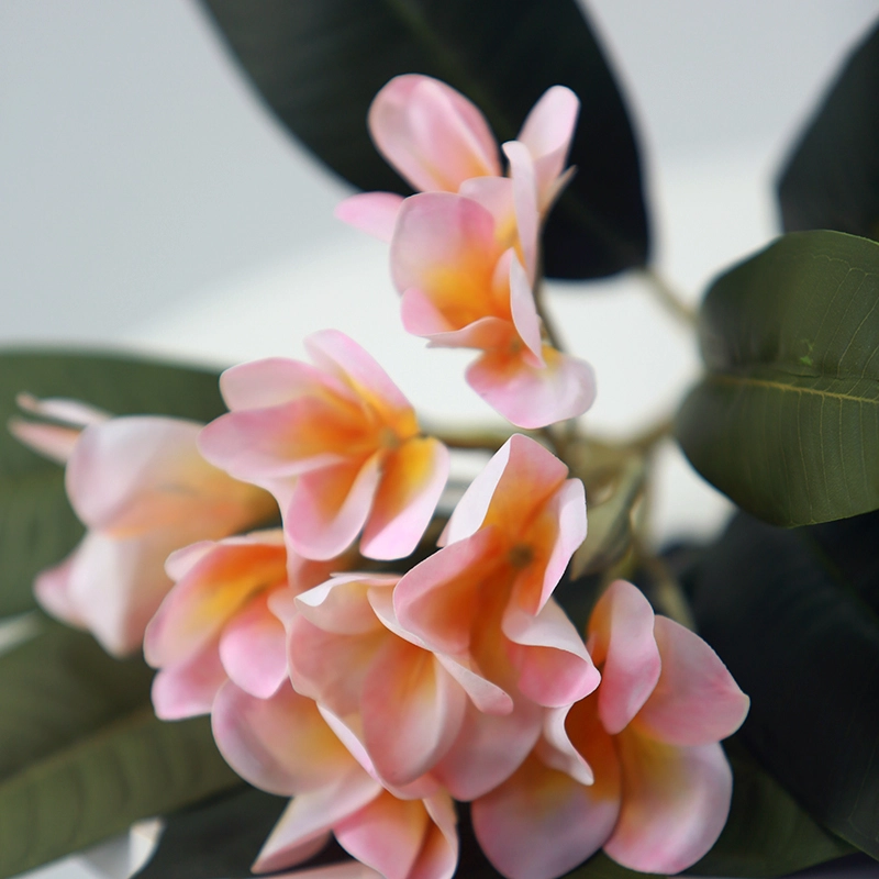 Plumeria Plumeria