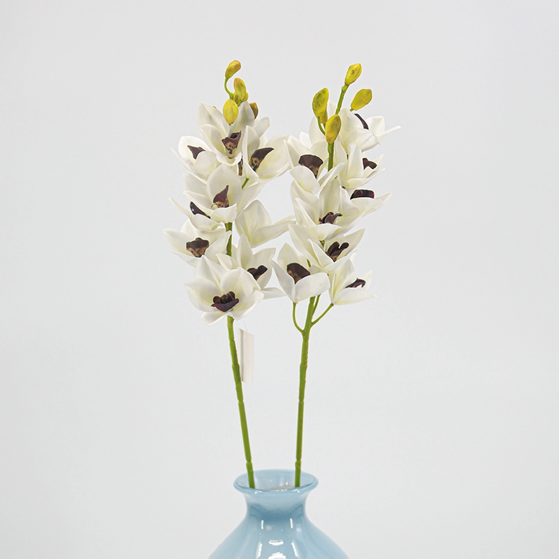 Cymbidium hybridum Cymbidium hybridum