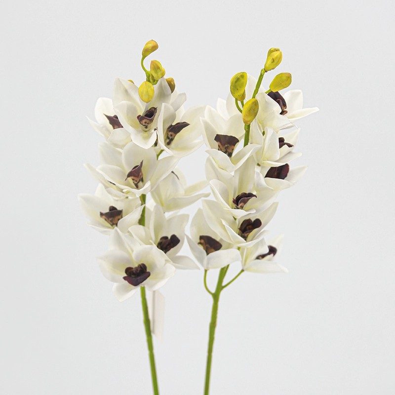 Cymbidium hybridum Cymbidium hybridum