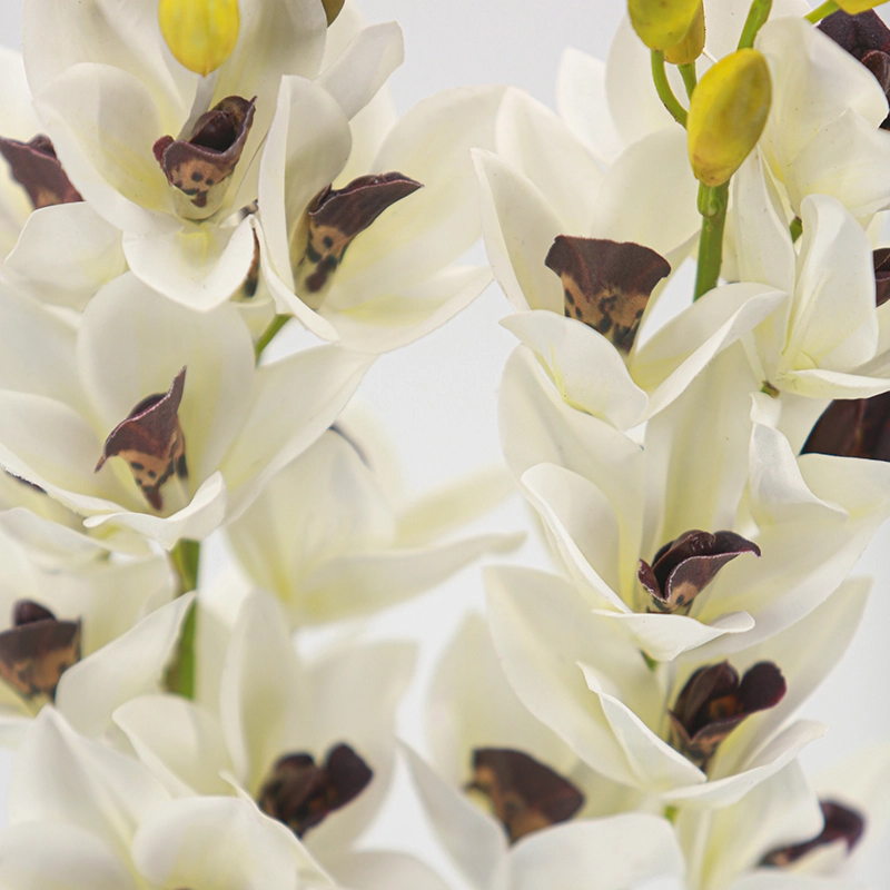 Cymbidium hybridum Cymbidium hybridum