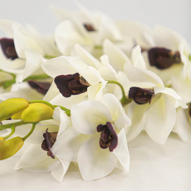 Cymbidium hybridum Cymbidium hybridum