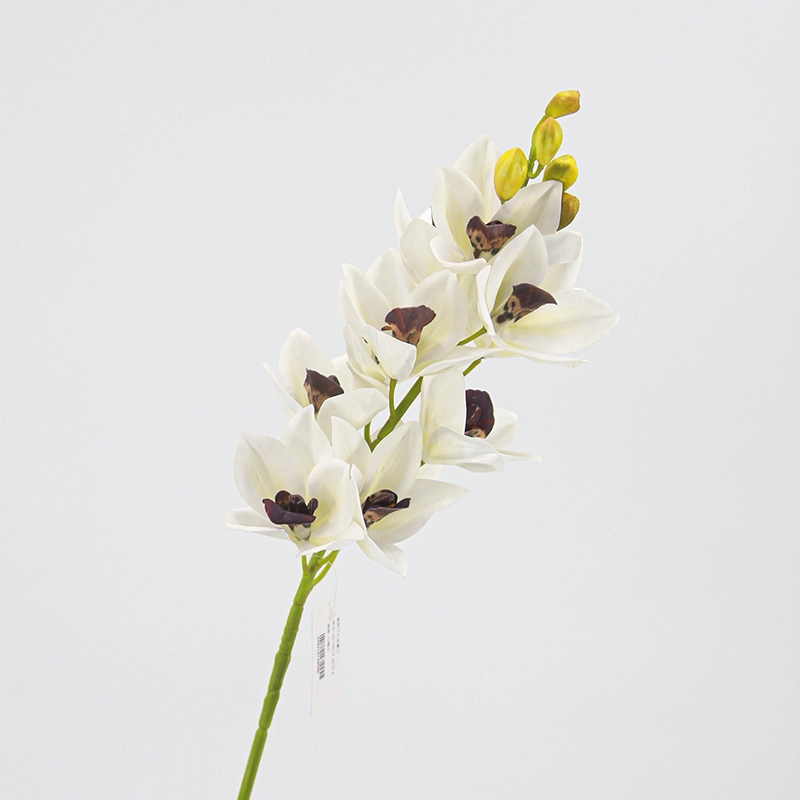 Cymbidium hybridum