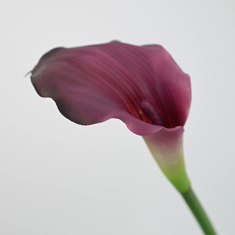 Mini Calla Lily