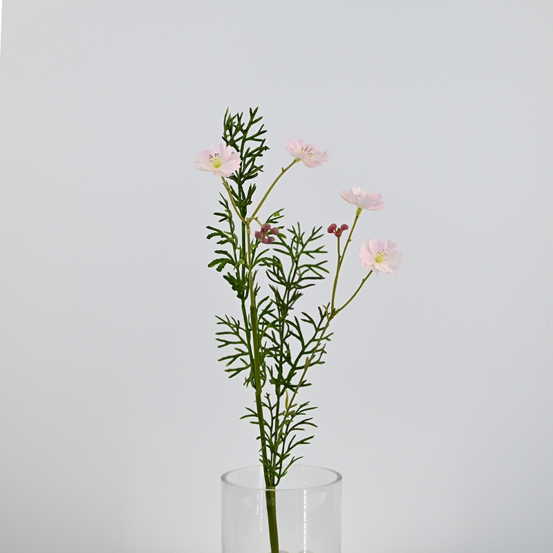 beautiful cosmos flowers