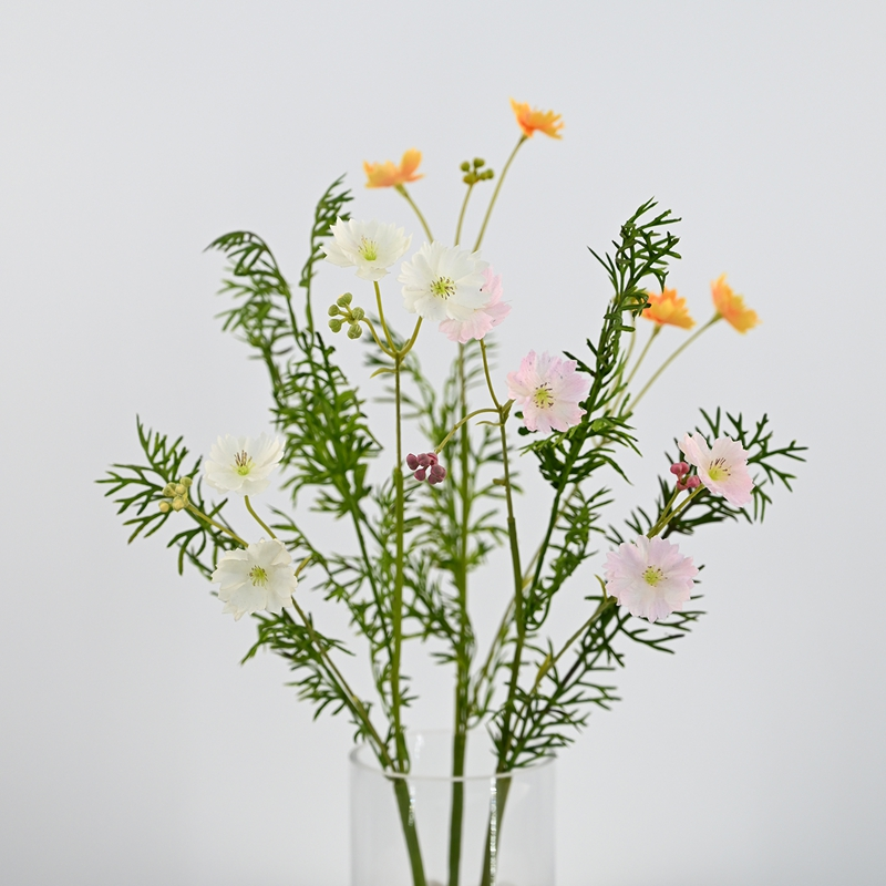 beautiful cosmos flowers