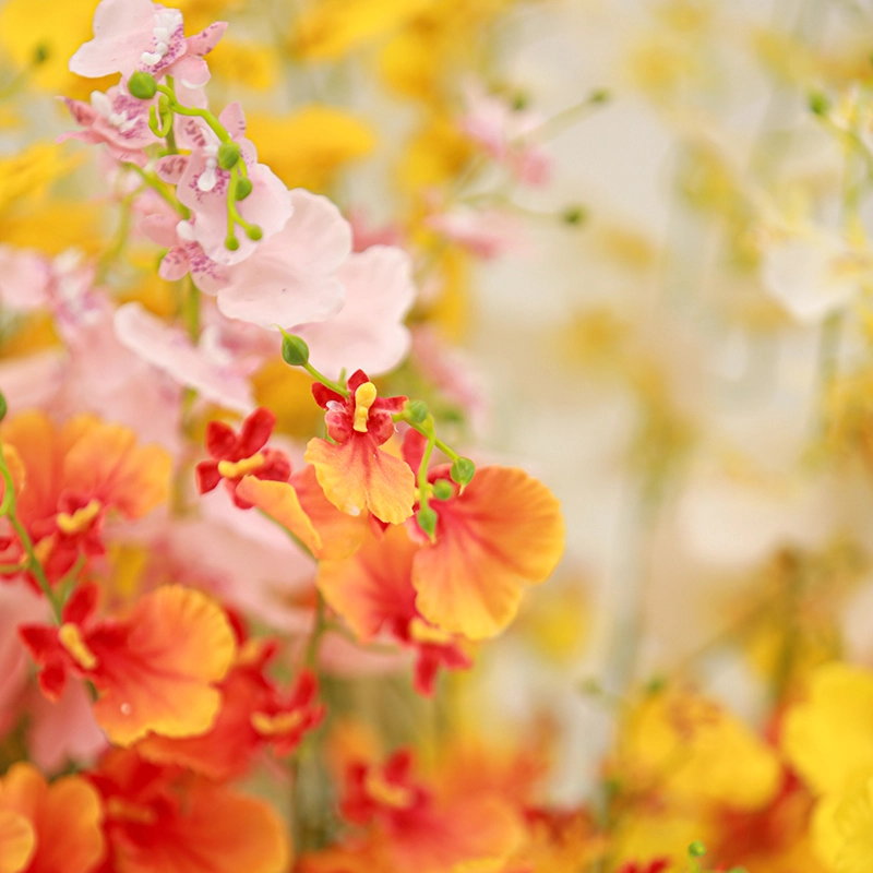 Real Touch Oncidium Real Touch Oncidium