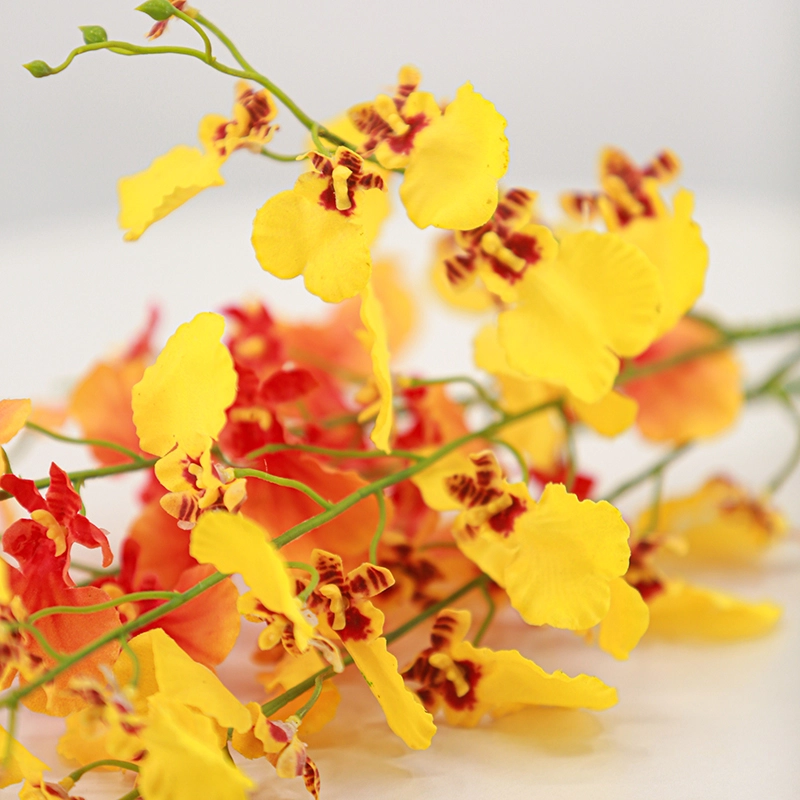 Real Touch Oncidium Real Touch Oncidium