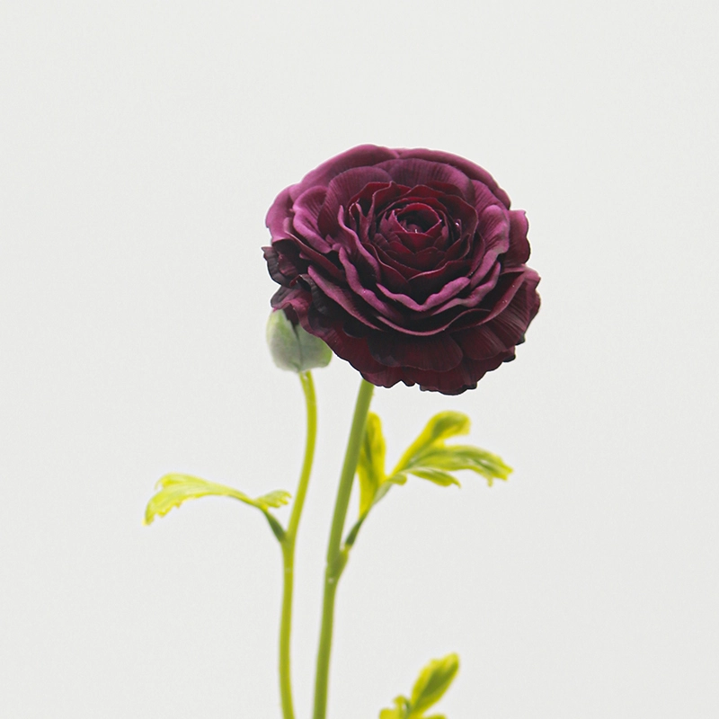Real touch Ranunculus