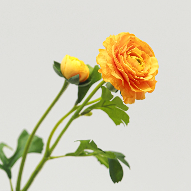Real touch Ranunculus Real touch Ranunculus