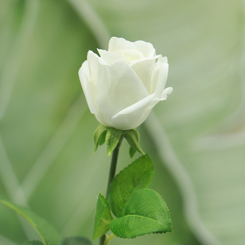 Real Touch Kate Roses