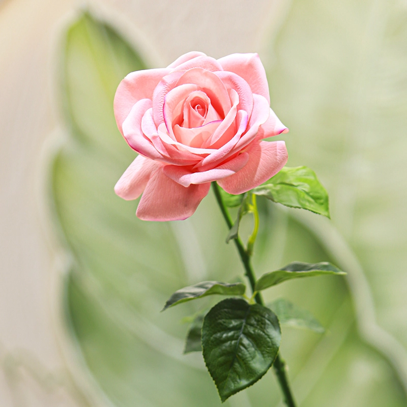 Real touch Carola Rose
