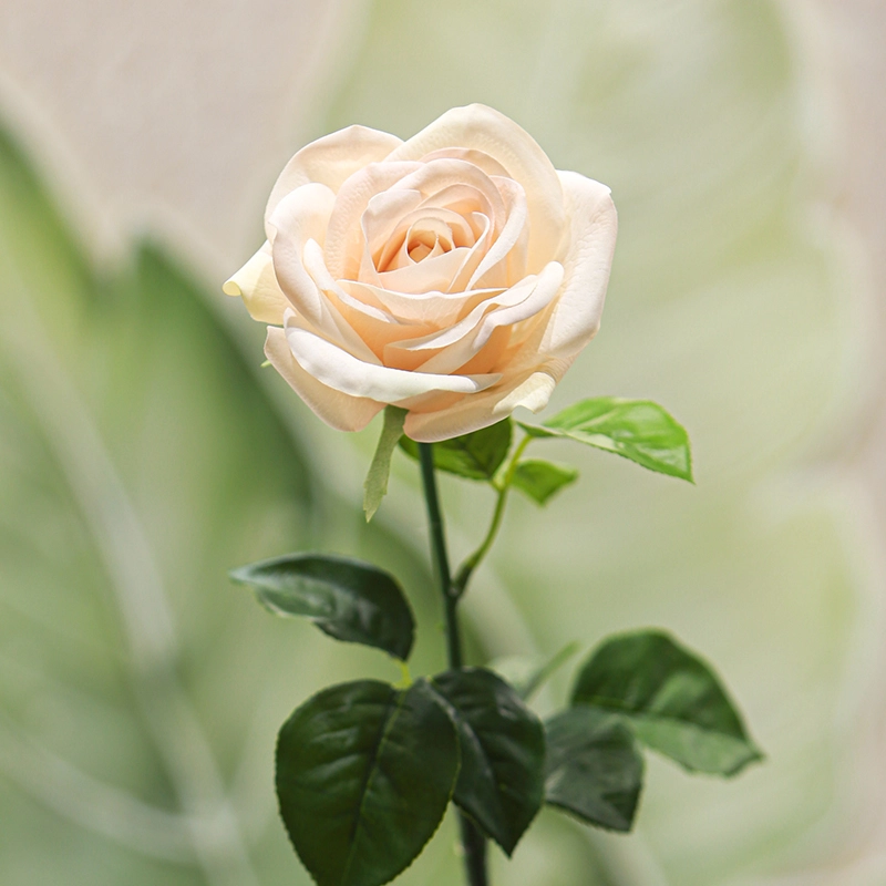 Real touch Carola Rose Real touch Carola Rose