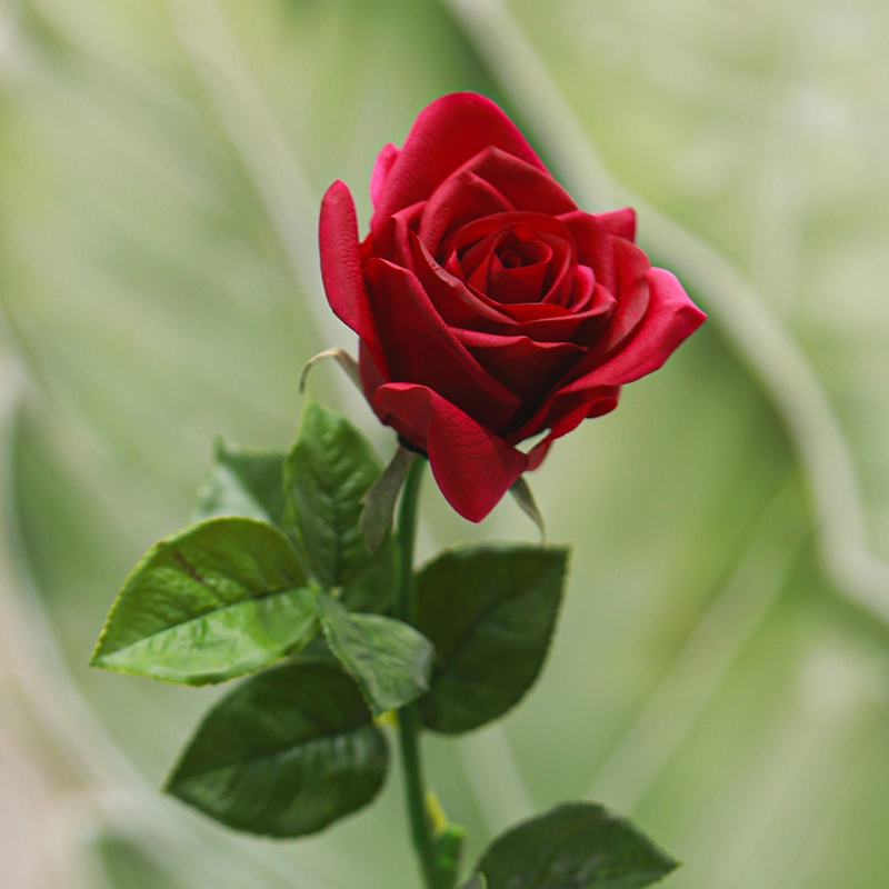 Real touch Carola Rose Real touch Carola Rose