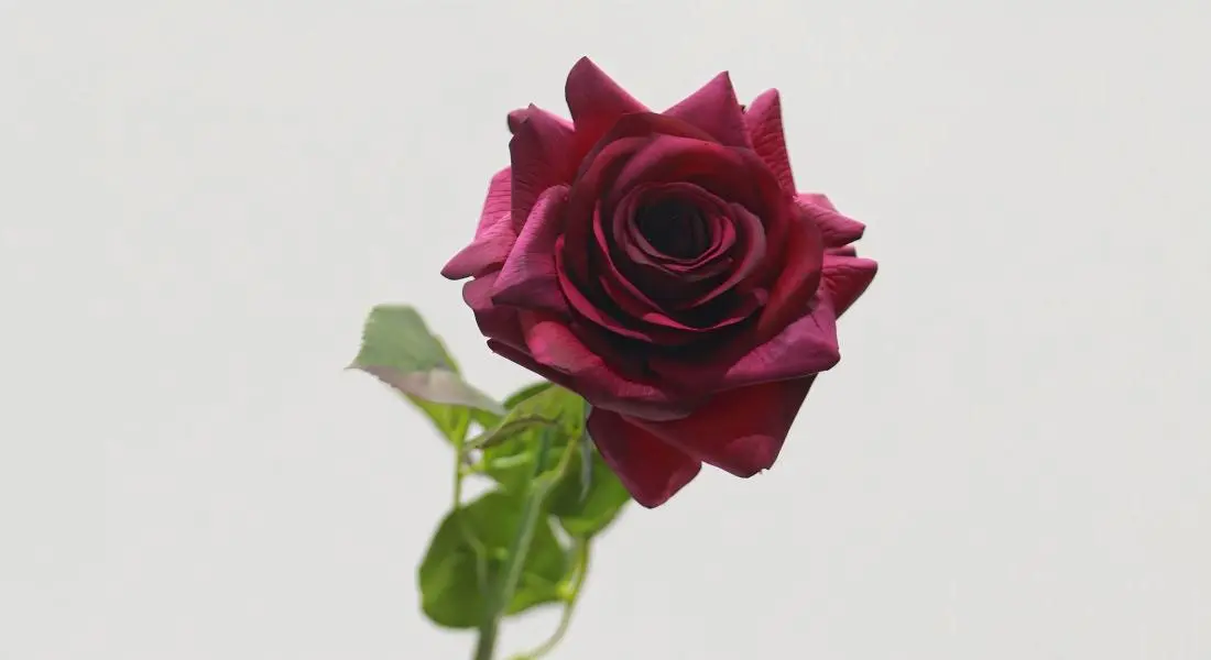 Real Touch Moist Rose Real Touch Moist Rose