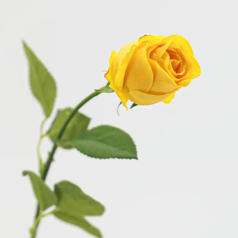 Real Touch Bulgarian Rose Real Touch Bulgarian Rose