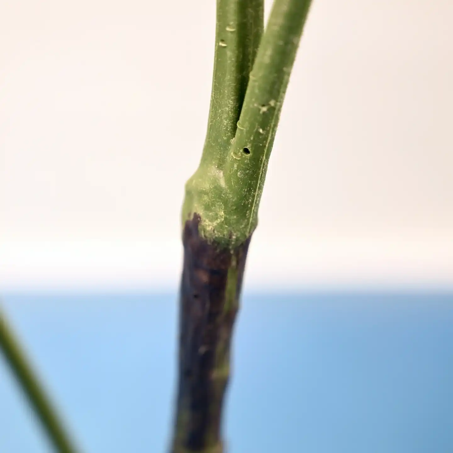 Artificial Monstera Potted Plant