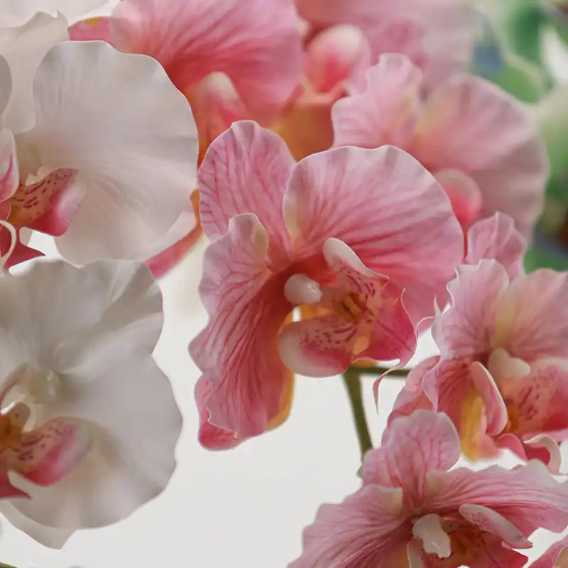 Real Touch Artificial Moth Orchid