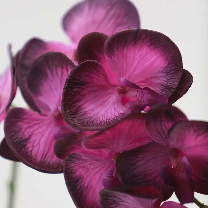 Real Touch Artificial Moth Orchids Real Touch Artificial Moth Orchids