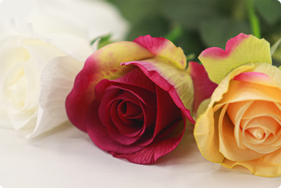 Why Are Real Touch Roses Preferred for Luxury Wedding Décor?