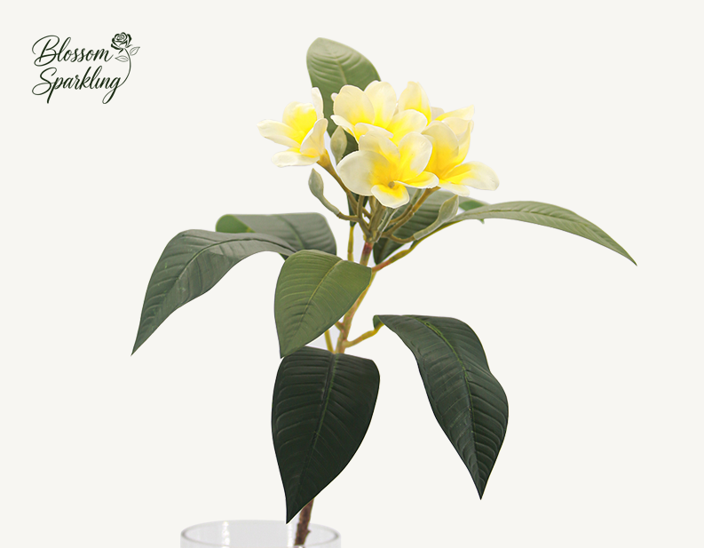 Plumeria